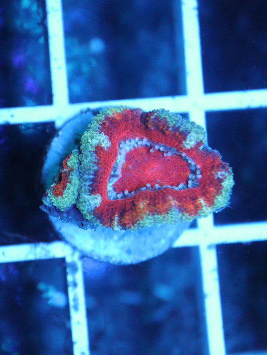 Micro Lord 2 polyps