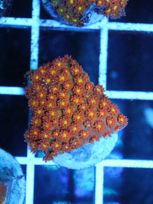 Sunflower bernardpora