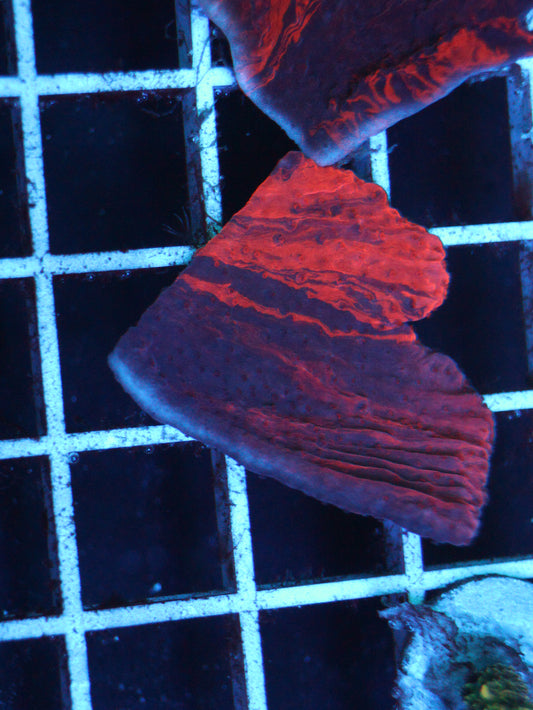 Aqua Cultured Grafted Monti