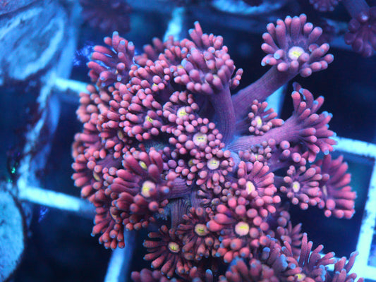 Close-up of vibrant pink coral with a blurred background