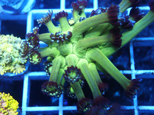 GS Shamrock Goni