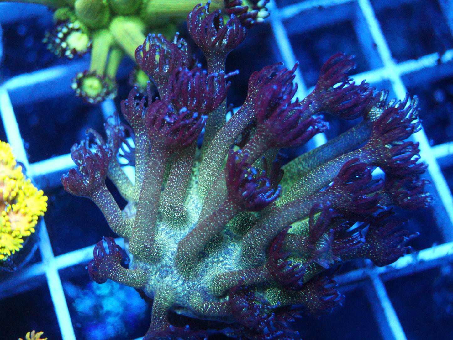 Glitter Goni (Big Frag)