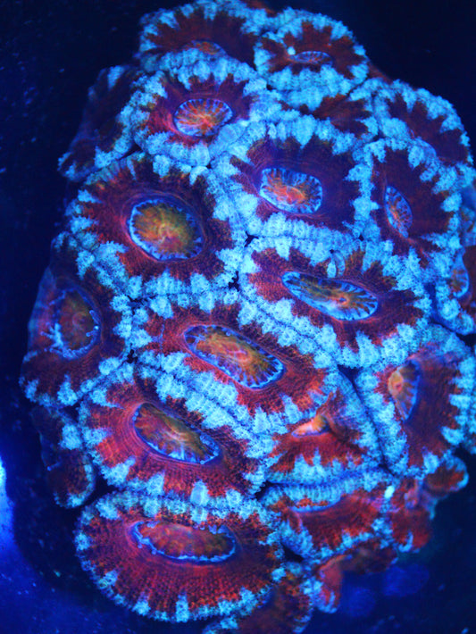 Micromussa Lord Colony