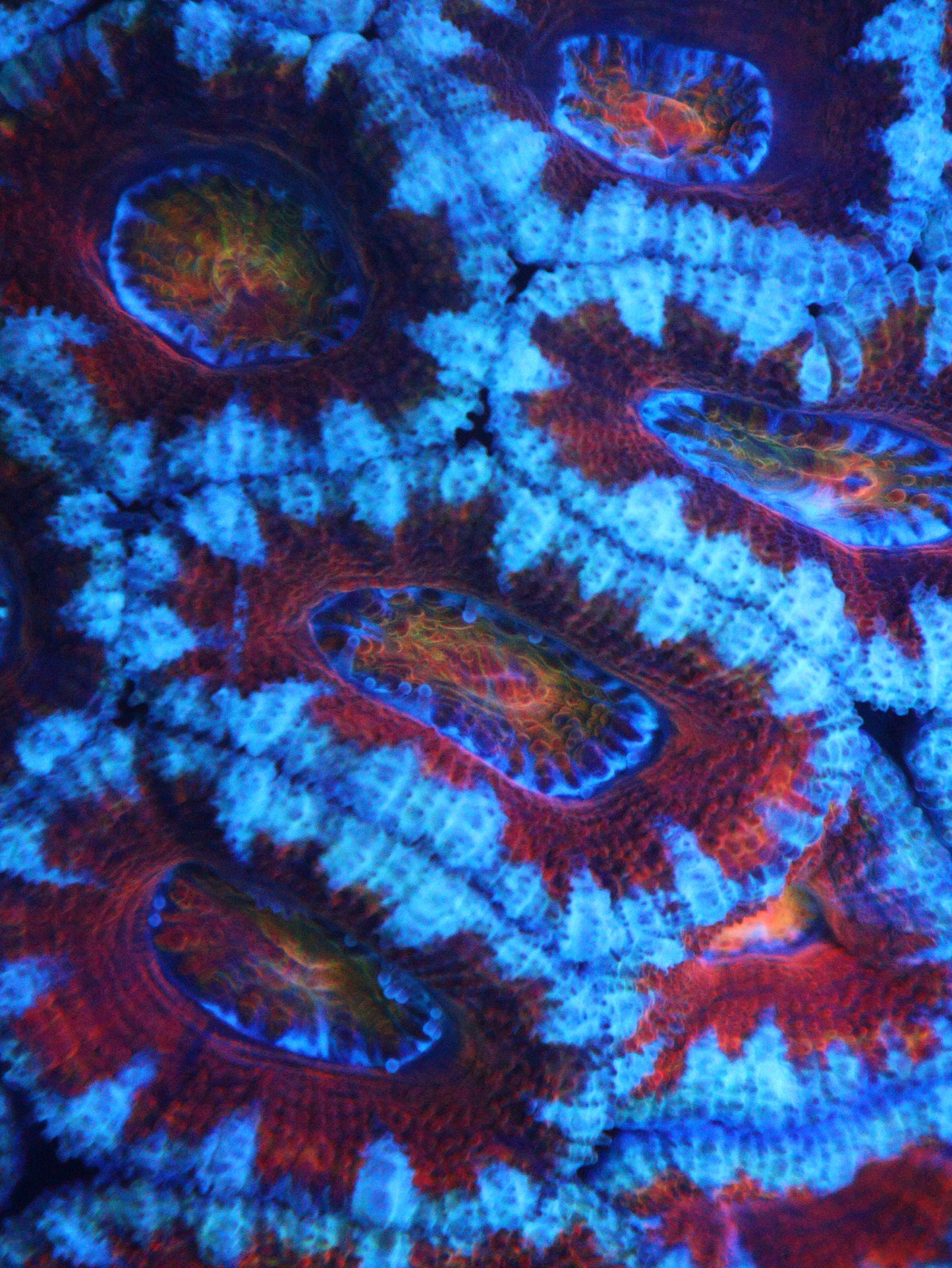 Micromussa Lord Colony