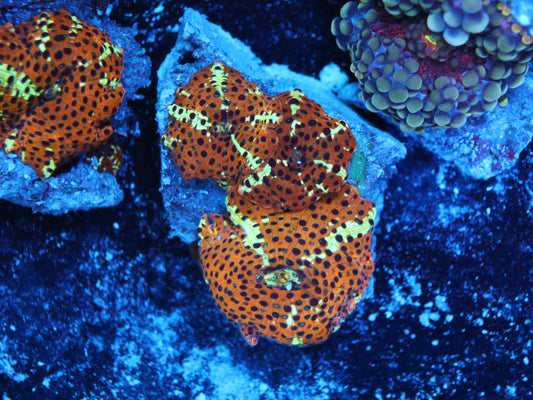 GS Leopard Discosoma Mushroom (3 Polyps)