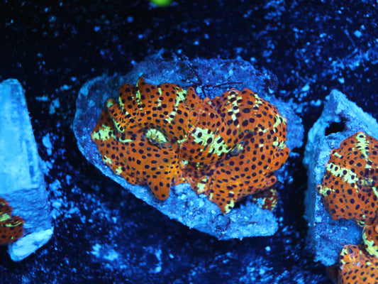 Leopard Mushroom – WYSIWYG from Gem State Corals