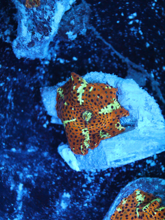 GS Leopard Discosoma Mushroom