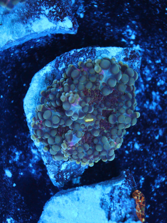 GS Ruby Yuma coral frag – live coral frag | Gem State Corals
