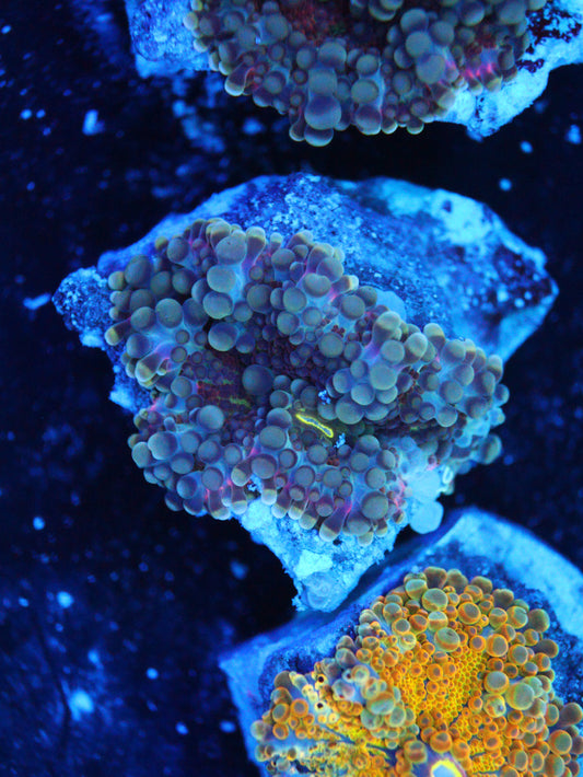 GS Ruby Yuma coral frag – live coral frag | Gem State Corals