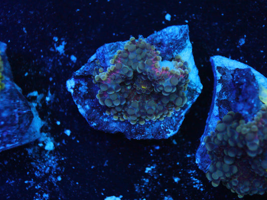 GS RUBY YUMA coral frag – live coral frag | Gem State Corals