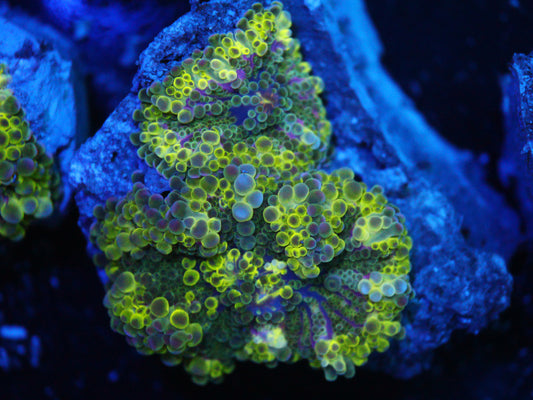 Gs Ninja Turtles Yuma (3 Polyps)