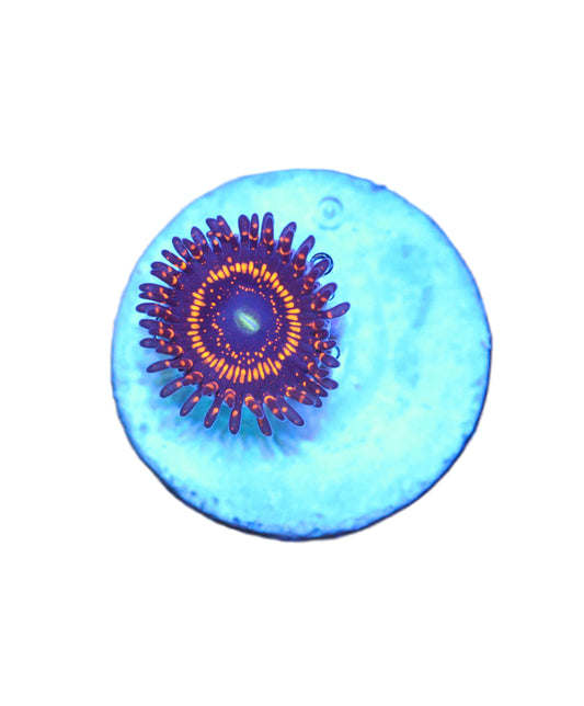 Close‑up of GS Illuminati Zoa coral frag with natural reef coloration