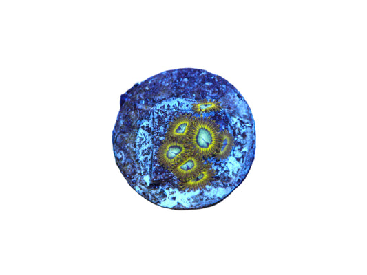 Close‑up of GS Pikachu Zoas coral frag with natural reef coloration