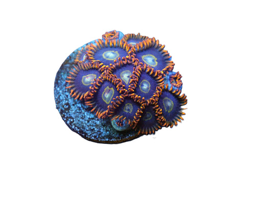 GS Rainbow Hornet Zoas coral frag – Zoanthid zoa coral | Gem State Corals