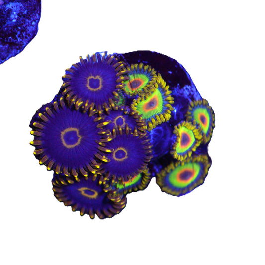 GS Blue Hornets / Rasta Zoas