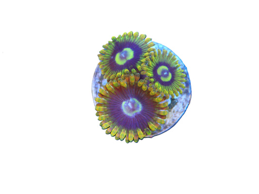 Close‑up of GS Rainbow Yoda Zoas #2 coral frag with natural reef coloration
