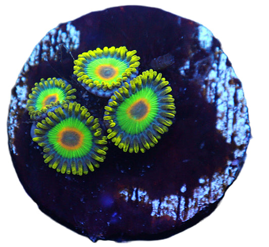 Rasta Zoa Close-up of vibrant green and yellow coral polyps on a dark background