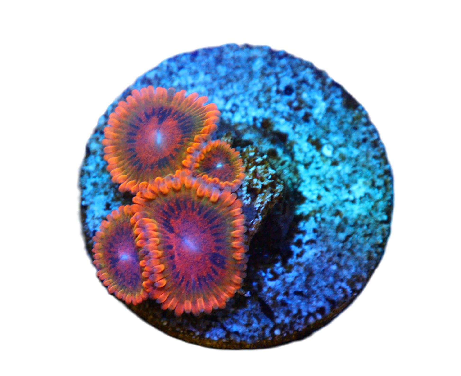 Speckled Krak Zoa