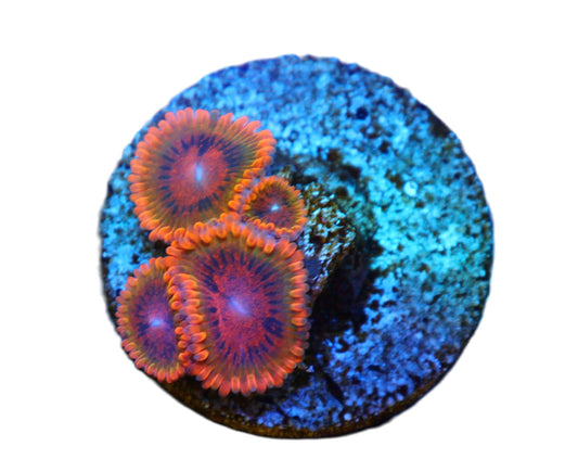 Speckled Krak Zoa