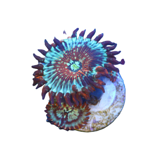 Close‑up of GS White Zombie Zoa coral frag with natural reef coloration