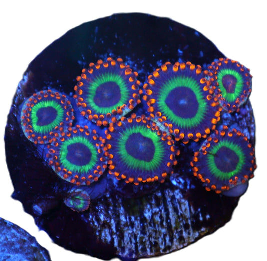 Emeralds On Fire Zoas coral frag – Zoanthid zoa coral | Gem State Corals
