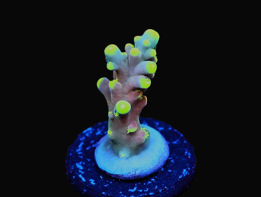 GS Mic Drop Acro coral frag – SPS coral | Gem State Corals