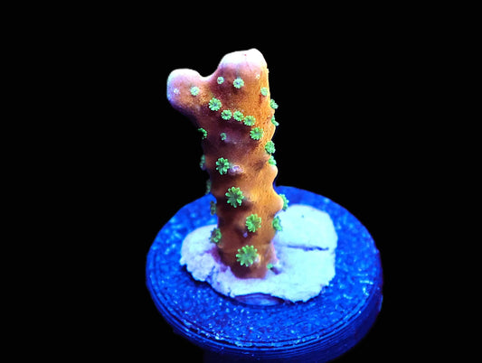 GS Tropicana Anacropora coral frag – SPS coral | Gem State Corals
