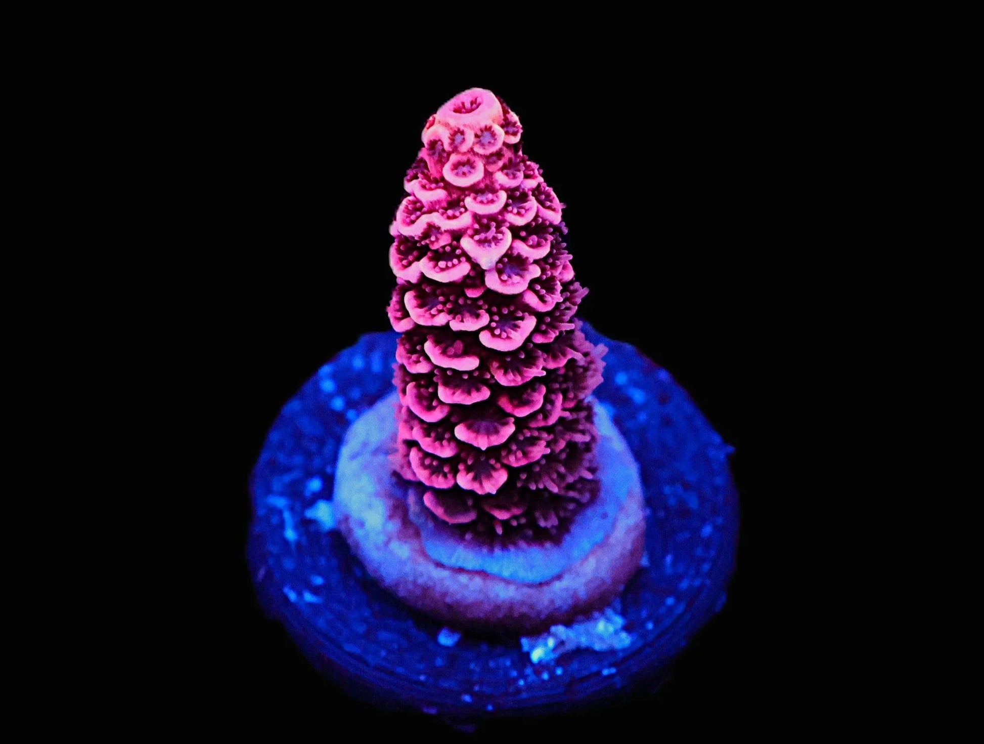 GS Bubble Yum Acro coral frag – SPS coral | Gem State Corals