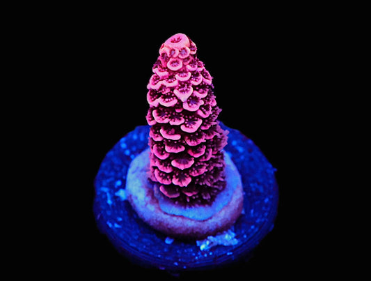 GS Bubble Yum Acro coral frag – SPS coral | Gem State Corals