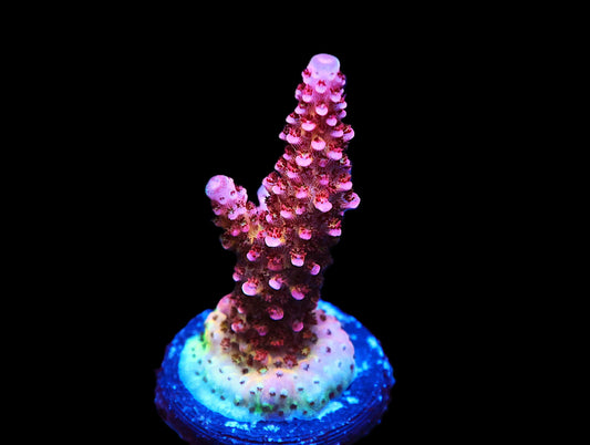 GS Supernova Acro coral frag – SPS coral | Gem State Corals