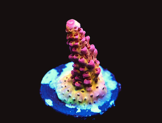 CB Maleficent Acro coral frag – SPS coral | Gem State Corals