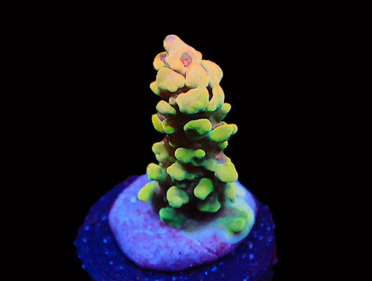 GS Koopa Troopa Acro coral frag – SPS coral | Gem State Corals