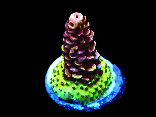 GS Purple Planet Acro coral frag – SPS coral | Gem State Corals