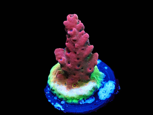 TGC Crazy Eyes Acro coral frag – SPS coral | Gem State Corals