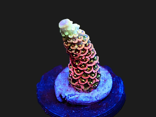 GS Atomic Tangerine Acro coral frag – SPS coral | Gem State Corals