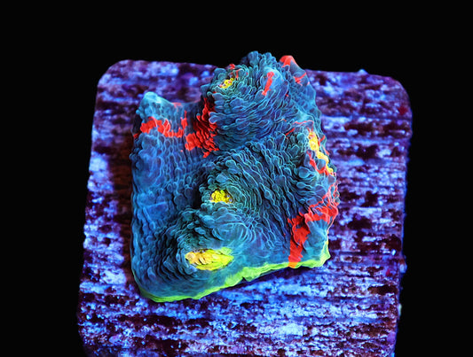 GS Jelly Bean Chalice coral frag – Chalice LPS coral | Gem State Corals