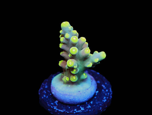 GS Mic Drop Acro coral frag – SPS coral | Gem State Corals