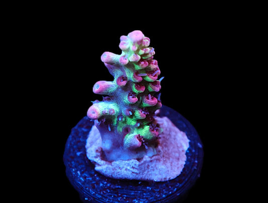 GS Shortcake Acro coral frag – SPS coral | Gem State Corals