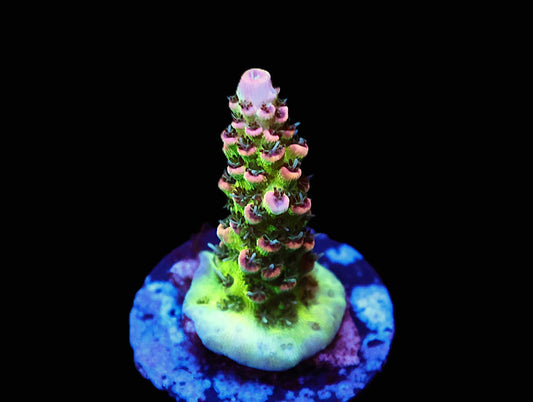 GS Stargazer Acro coral frag – SPS coral | Gem State Corals