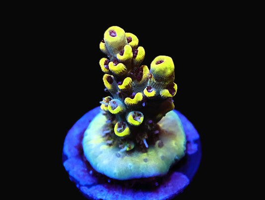 WWC Afterparty Acro coral frag – SPS coral | Gem State Corals