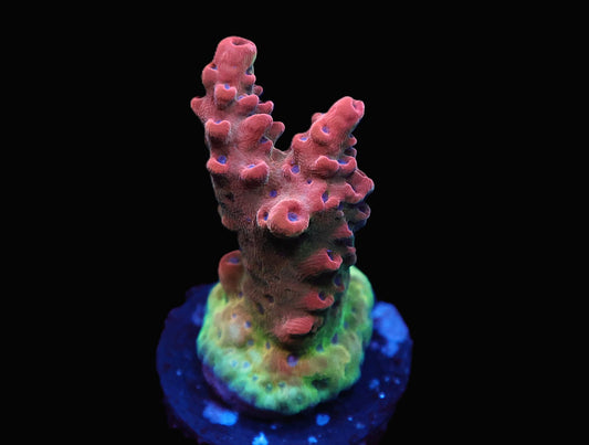 TGC Crazy Eyes Acro coral frag – SPS coral | Gem State Corals
