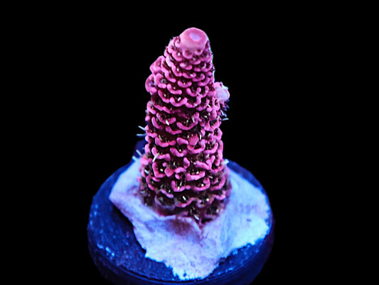 GS Sideshow Bob Acro coral frag – SPS coral | Gem State Corals