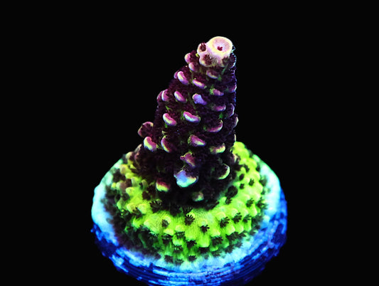 GS Purple Planet Acro coral frag – SPS coral | Gem State Corals