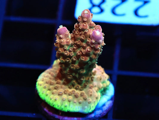 TSA Explosive Ember Acro coral frag – SPS coral | Gem State Corals