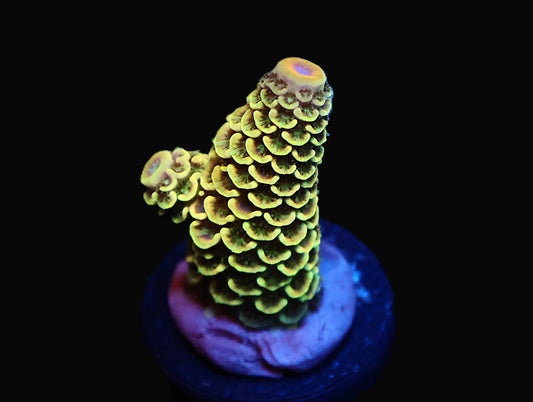 GS Pina Colada Acro coral frag – SPS coral | Gem State Corals