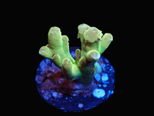 GS Moons of Jupiter Acro coral frag – SPS coral | Gem State Corals