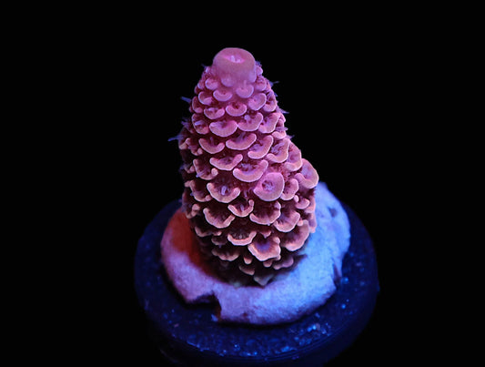 GS Jungle Juice Acro coral frag – SPS coral | Gem State Corals