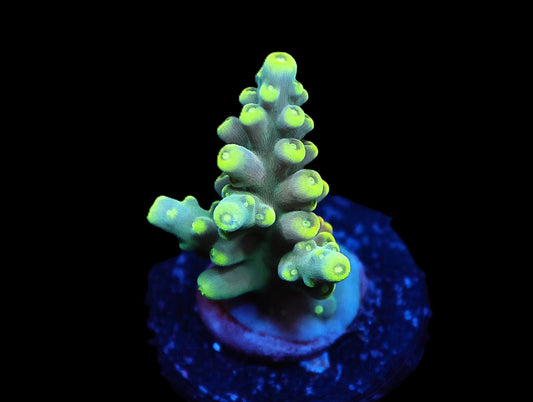 GS Mic Drop Acro coral frag – SPS coral | Gem State Corals