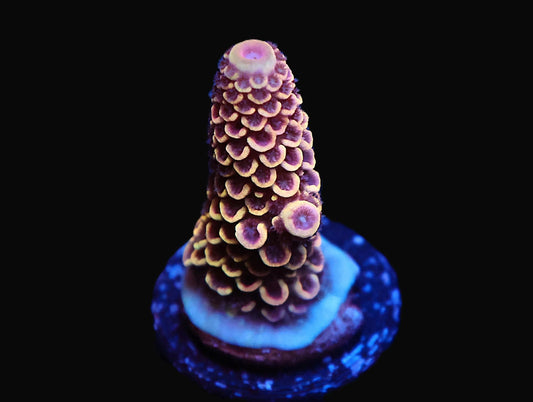 GS Jello Shot Acro coral frag – SPS coral | Gem State Corals