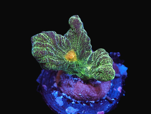 GS Space Invader Pectinia coral frag – live coral frag | Gem State Corals
